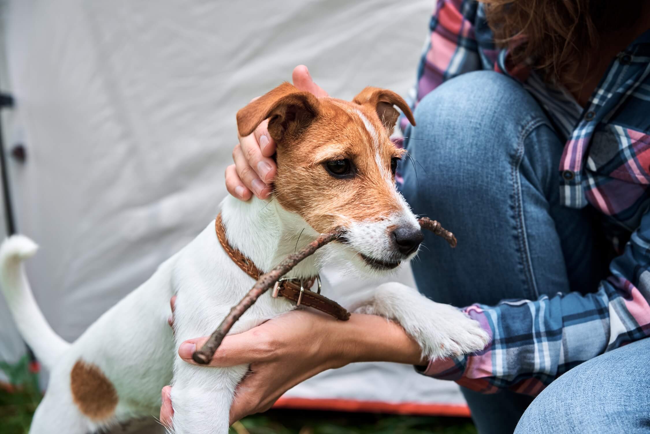 5 Essentials To Carry While Traveling With Your Pets